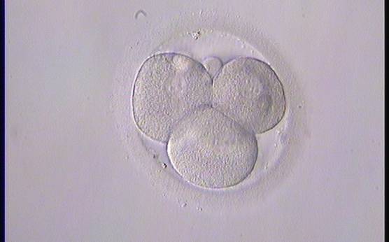 <p><strong>Figure 265</strong></p><p>A 4-cell embryo with equally sized, mononucleated blastomeres arranged in a tetrahedron shape on Day 2 post-injection.</p>