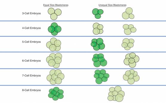 <p><strong>Diagram 2</strong></p><p>A diagram illustrating the concept of stage-specific versus non-stage-specific cleavage patterns. The dark green color indicates stage-specific cleavage stage embryos, whereas the light green color indicates non-stage-specific cleavage stage embryos.</p>