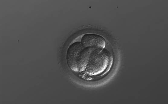 <p><strong>Figure 251</strong></p><p>A 4-cell embryo with unevenly sized blastomeres. The blastomeres are not stage-specific cell size.</p>