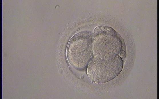 <p><strong>Figure 254</strong></p><p>A 5-cell embryo with three large and two small blastomeres. The blastomeres are stage-specific cell size.</p>