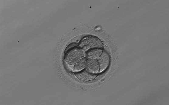 <p><strong>Figure 259</strong></p><p>A 5-cell embryo with two large and three small blastomeres instead of three large and two small blastomeres therefore not stage-specific cell size.</p>
