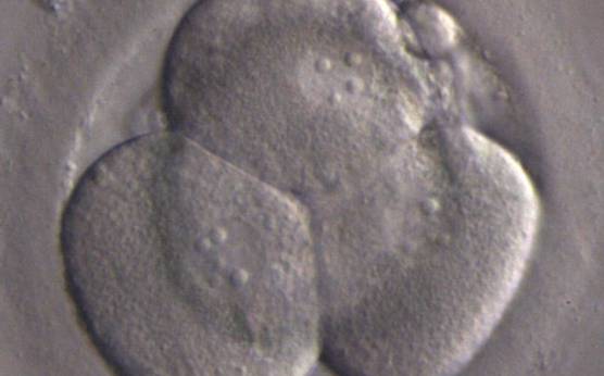<p><strong>Figure 266</strong></p><p>A 4-cell embryo with equally sized, mononucleated blastomeres arranged in a tetrahedron shape on Day 2 post-injection. There is a single nucleus clearly visible in each blastomere.</p>