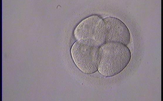 <p><strong>Figure 284</strong></p><p>A 4-cell embryo generated by ICSI with a non-tetrahedral or clover structure. It was transferred but failed to implant.</p>
