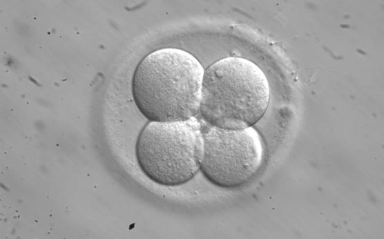<p><strong>Figure 285</strong></p><p>A clover-shaped 4-cell embryo with an expanded ZP. The relative size of the blastomeres with respect to the ZP is smaller than usual in this embryo.</p>
