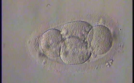 <p><strong>Figure 287</strong></p><p>An ovoid embryo showing four blastomeres arranged in a clover shape.</p>