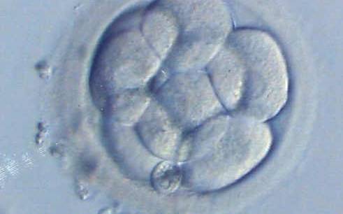 <p><strong>Figure 292</strong></p><p>An 8-cell embryo showing signs of initial compaction. The cells are tightening their contact.</p>