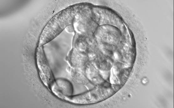 <p><strong>Figure 307</strong></p><p>An early blastocyst with a cavity occupying almost 50% of the volume of the embryo. Note the large flattened TE cells lining the initial blastocoel cavity and the single spermatozoon embedded in the ZP at the 11 o'clock position in this view. The blastocyst was transferred but the outcome is unknown.</p>